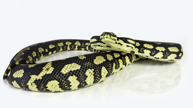 A Jungle Carpet Python