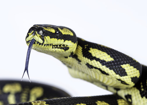 jungle carpet python