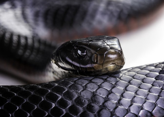 Fototapeta premium red bellied black snake