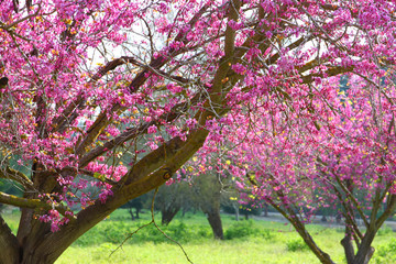 image of Spring Cherry blossoms tree. retro filtered image