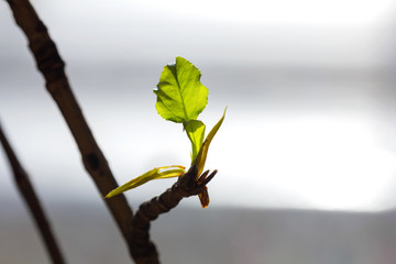 Young green leaves of poplar bloom on branch