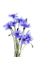 The beautiful cornflower isolated on white