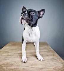 Boston Terrier Studio Portrait