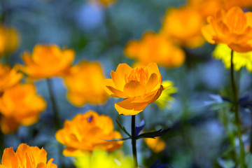 orange globe-flower
