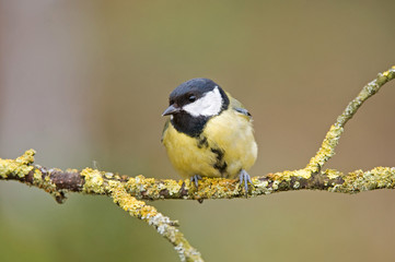 Great tit