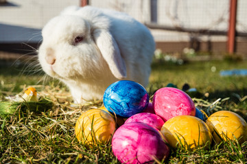 Osterhase bei der Arbeit14