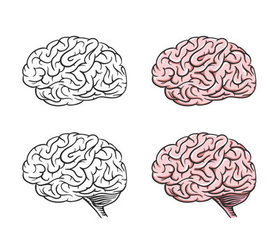 Set of isolated cartoon brains