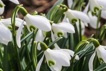 Schneeglöckchen im Frühling