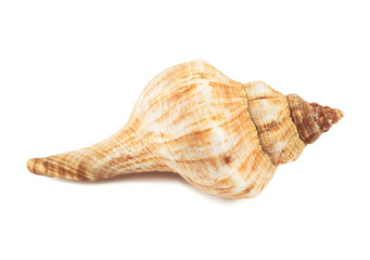 seashell isolated on a white background
