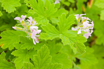 fleurs du géranium rosat, île de la Réunion