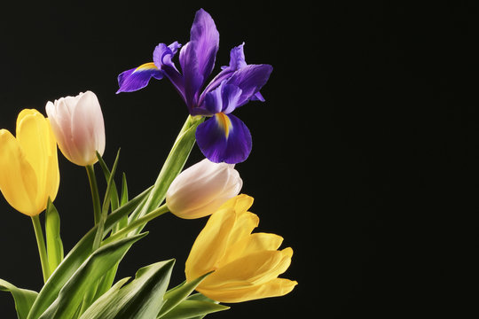 Tulips and irises