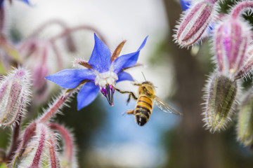 Bee on borage flower