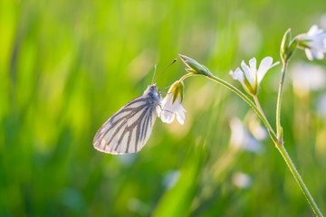 White butterfly close up