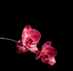 Orchid flowers on black background