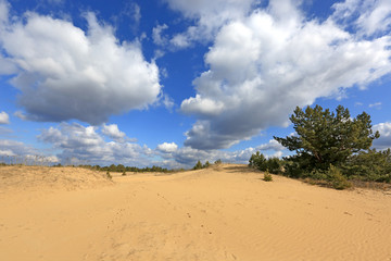 landscape on sands with small pine