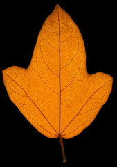 feuille sèche d'automne sur fond noir