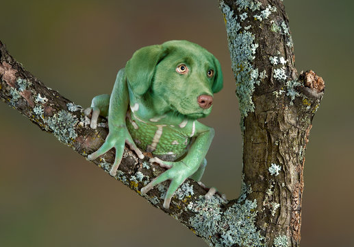 Frog Dog