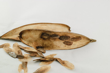 frangipani flower seeds