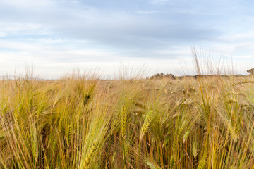 Young wheat growing in green farm field