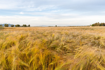 Young wheat growing in green farm field