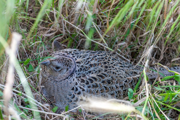 Pheasant male bird in a dunes landscape