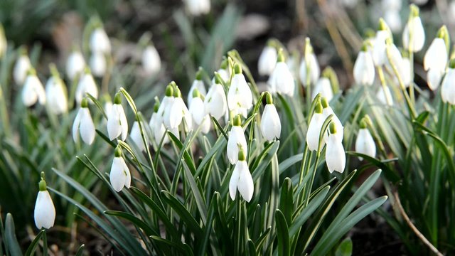 bed of snowdrops,real time,zom in