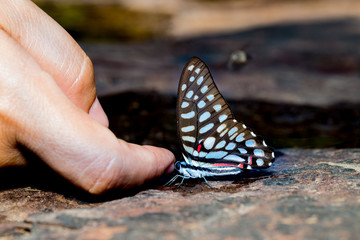 Common jay butterfly with human finger