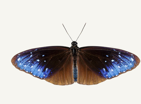 Isolated top view of striped blue crow butterfly