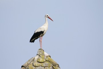 White stork on the house roof