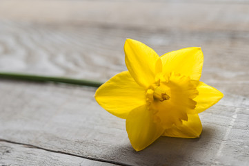 Yellow narcissus flowers on wooden background
