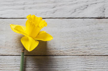 Yellow narcissus flowers on wooden background