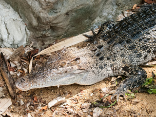 Head of a Crocodile