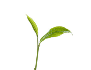 Green tea leaf isolated on white background