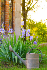 iris © Sergii Mostovyi