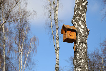 Birdhouse in the birch forest