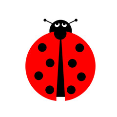 Fototapeta premium Ladybug