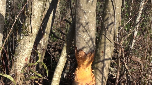 alder tree damage caused by european beaver in forest