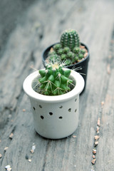 Cactus for decorated with retro tone