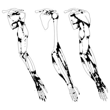 Arm bones and muscle - Vector illustration of human skeleton