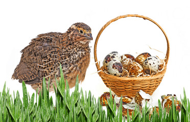quail eggs in a basket and a quail