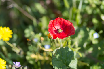 Coquelicot