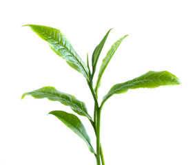 Green tea leaf isolated on white background