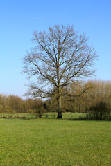 arbre dans un près