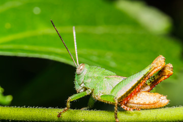 Fototapeta premium green grasshoper on leaf