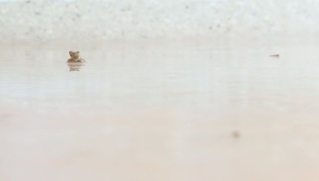 Frosch