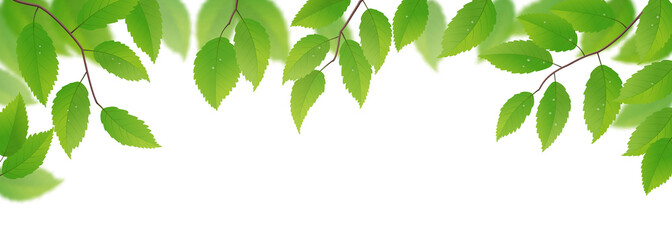 Obrazy na Szkle  Świeże zielone liście na białym tle, ilustracji wektorowych