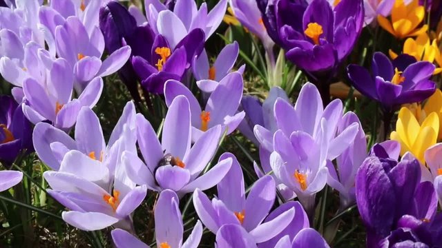 Krokus und Biene