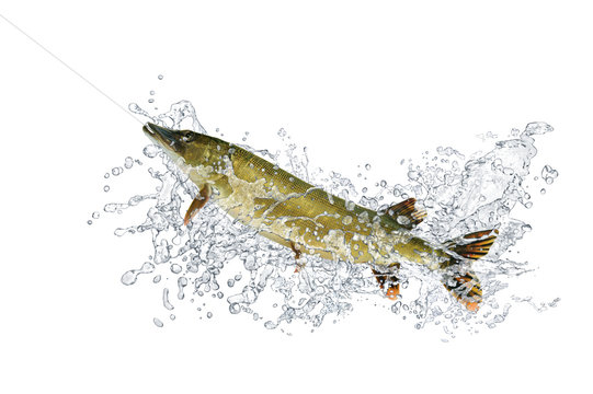 Fische 92