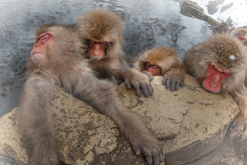 みんなで温泉 おさるさん monkeys entering the hot spring