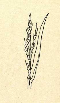 Selling Rice Drawing Rice Drawing Images – Browse 232,841 Stock Photos, Vectors, and Video ...